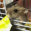 ハムスターの飼い主さんщ(ﾟдﾟщ)ｶﾓｰﾝ