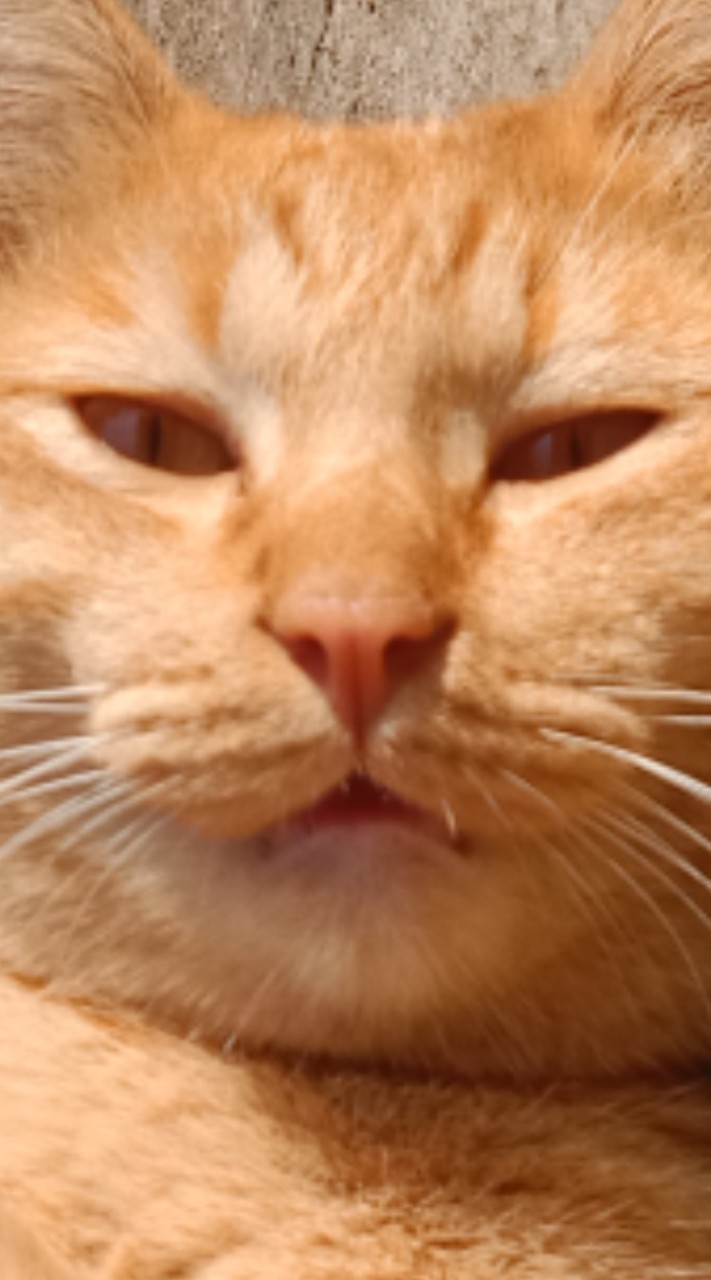 กลุ่มคนรักเเมว🐈‍⬛🐈