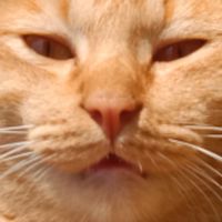 กลุ่มคนรักเเมว🐈‍⬛🐈