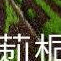 我是莿桐人