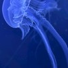 ꒰ঌ流鑫時代⭐️໒꒱  |免宣拐|