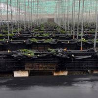 松鼠蔬果園區