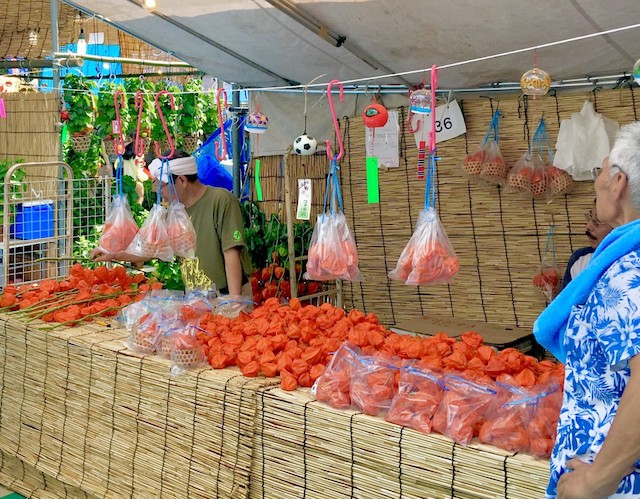 淺草酸漿花市 4