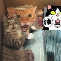 浪浪不怕認養文章協尋/毛小孩是家人/愛動物可以加入/缺人的社群不要來我這打廣告/打廣告者祝福孤苦無依