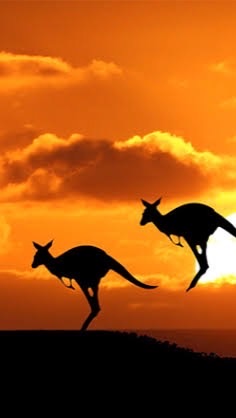 澳洲打工大小事🇦🇺