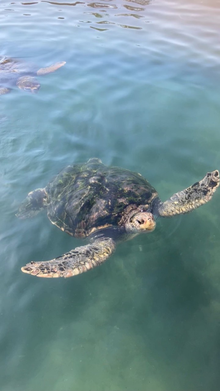 かめっぷり2026新歓