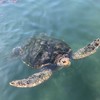 かめっぷり2026新歓