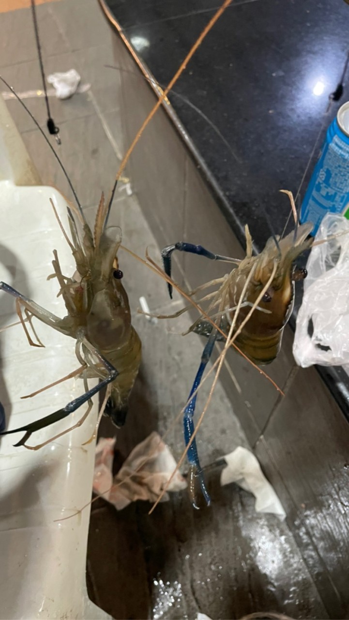 🌸高雄地區泰國蝦🦐買賣平台🌸