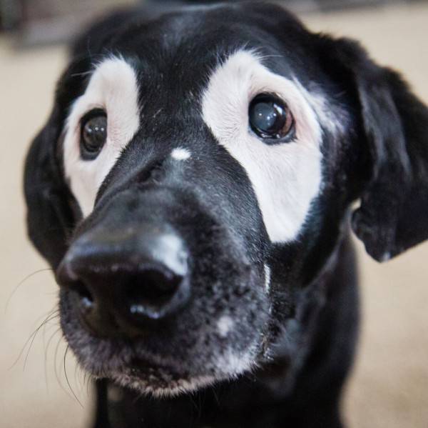 10 Hewan Yang Punya Motif Unik Di Tubuh Mereka Ada Yang Bentuk Hati