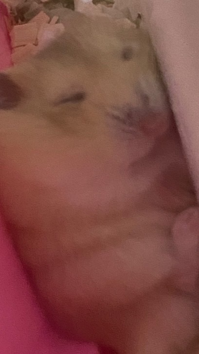 大屁眼