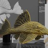 ✧ 南美水池異形魚 ｜ 龍魚 ˖°✧