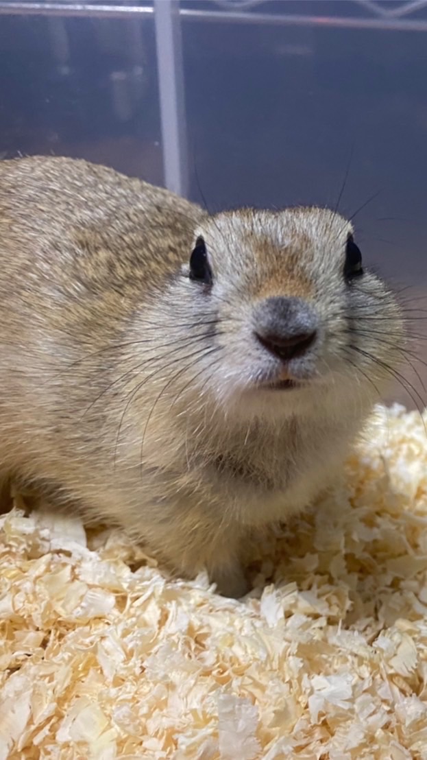 🐭ねずみ沼へようこそ🐭