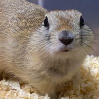 🐭ねずみ沼へようこそ🐭