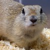 🐭ねずみ沼へようこそ🐭