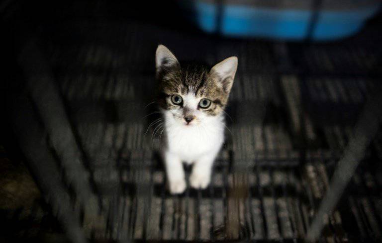 10 Cara Menghilangkan Kutu Kucing Pakai Bahan Alami  Okezone 