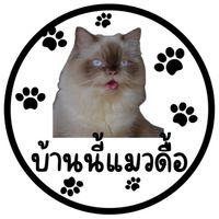 บ้านนี้แมวดื้อ😹(ภาคใต้)