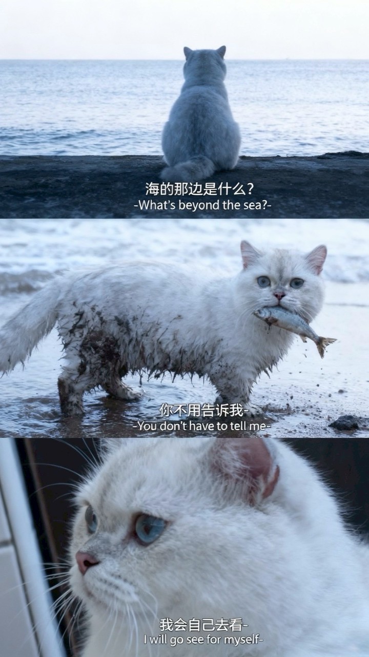 雲林縣貓舍群組