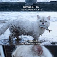 雲林縣貓舍群組