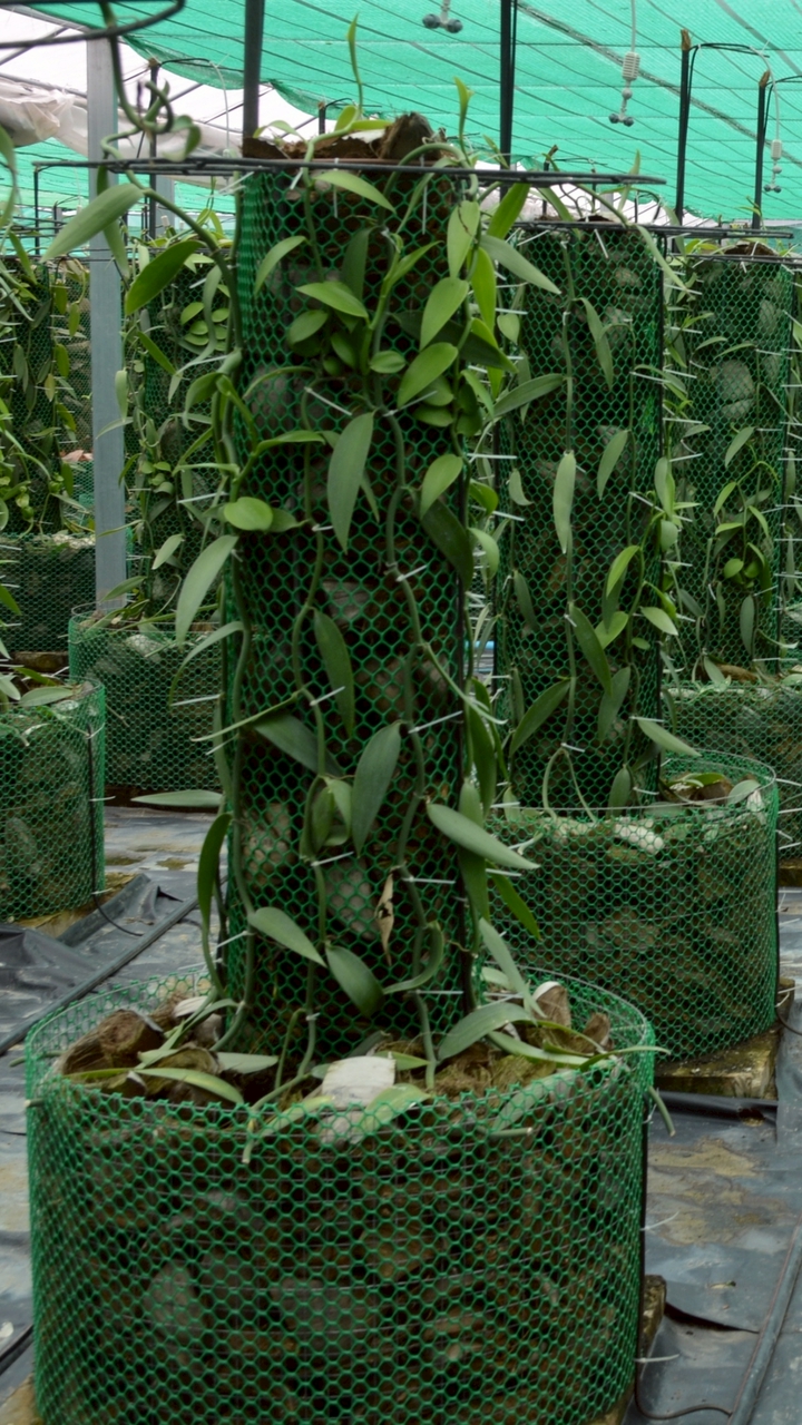 Vanilla tahitensis THAILAND