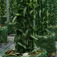 Vanilla tahitensis THAILAND