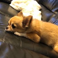 きょうを ファンクラブ