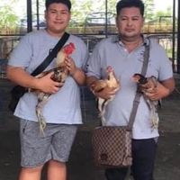 ซุ้มไก่ชน โชคเชียงใหม่ สายเลือก ส.มีสุวรรณ