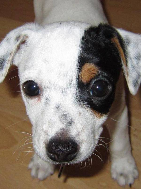 Kisah Balas Budi Burung pada Anjing yang Menyentuh Hati