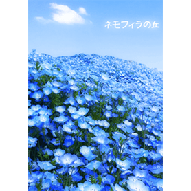 ネモフィラの丘