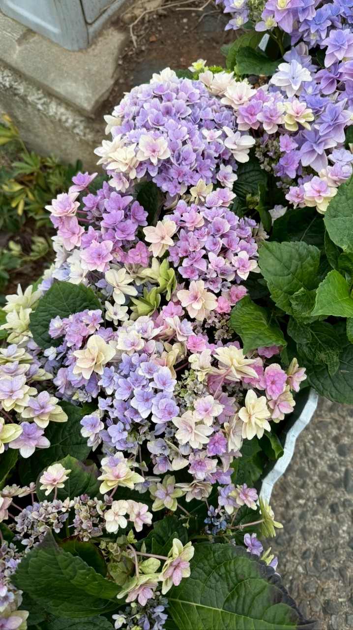 604蒂烈娜淡水河家族