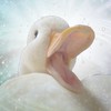 蝦鴨在此 誰敢放肆