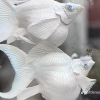ดพ.ปลาบอลลูน🐡