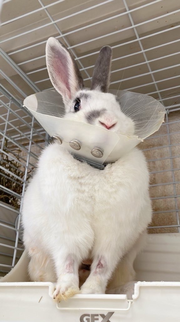 2026/04/05 Tummy譲渡会