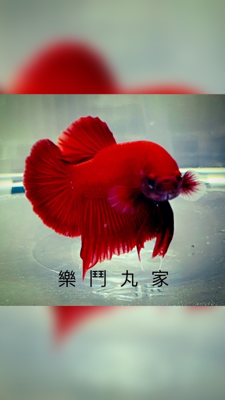 樂鬥丸家（買賣區）