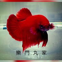 樂鬥丸家（買賣區）
