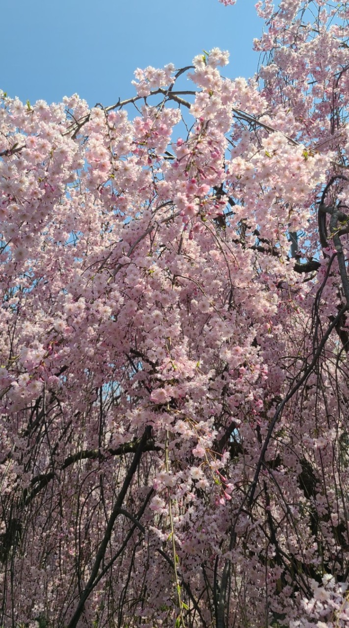 🌸チェリーブロッサム🌸