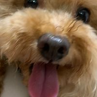 Pupu好好代購