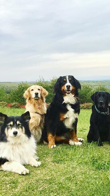 大型犬コミュニティ🐶画像・動画・雑談・情報交換のオープンチャット