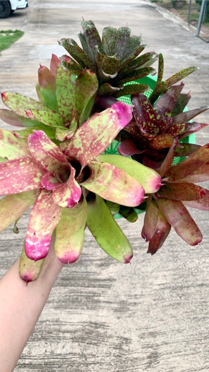 สัปปะรดสีGajiw garden
