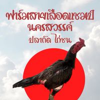 ฟาร์มไก่ชนสายเลือดแชมป์นครสวรรค์
