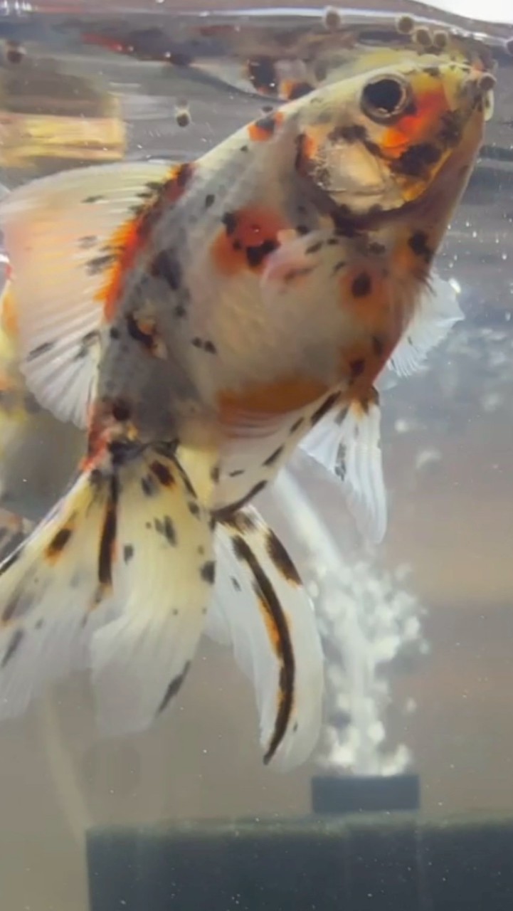 滋賀県金魚愛好会