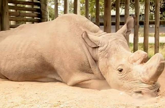 Sedih, Inilah Sudan si Badak Putih Utara Jantan Terakhir di Dunia dan Terancam Punah