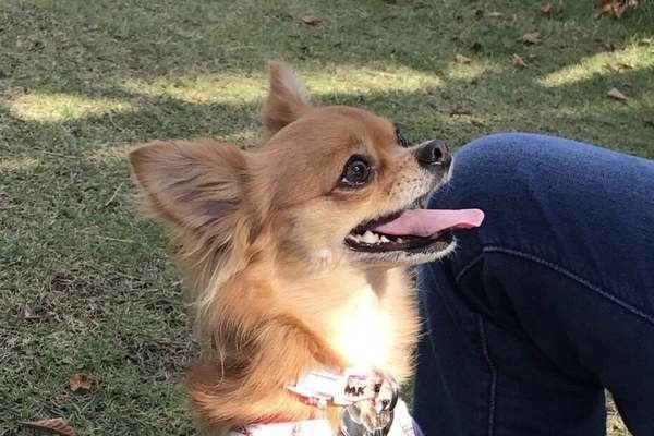 犬を飼う前に知っておくべき重要事項 愛犬を迎える前に話し合おう いぬのきもちnews Line News