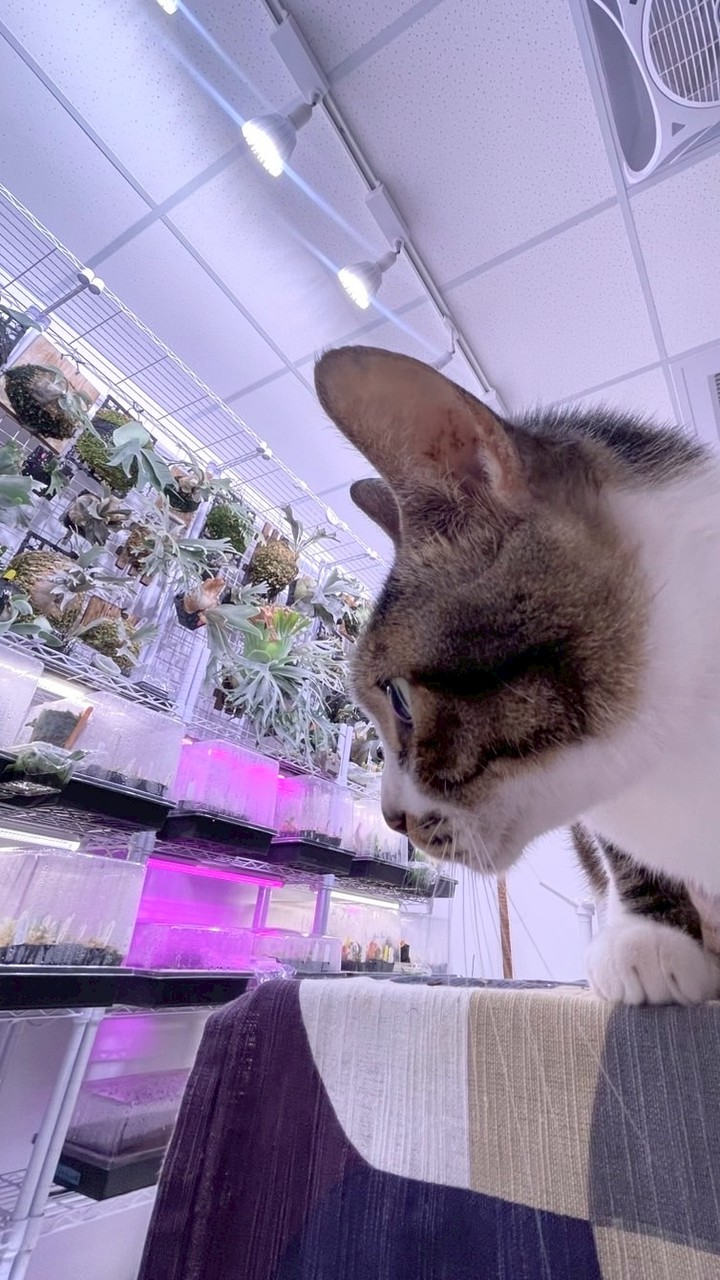 走路看鹿 | 植式對話小客廳