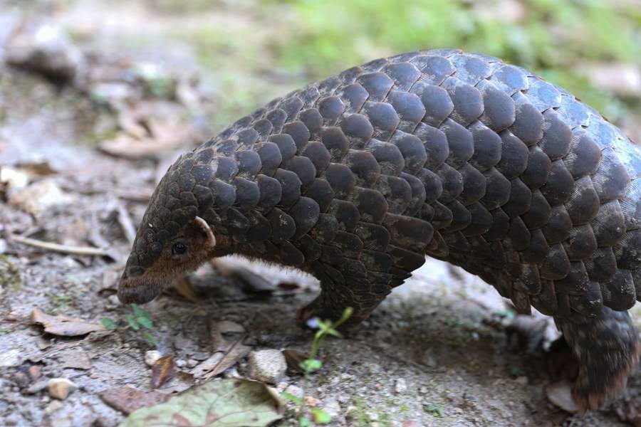 Chinese Scientists Make Breakthroughs In Captive Breeding Of Malayan ...