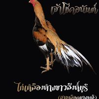 ไก่เหลืองหางขาว กลุ่มซื้อ/ขายทั้วโลก