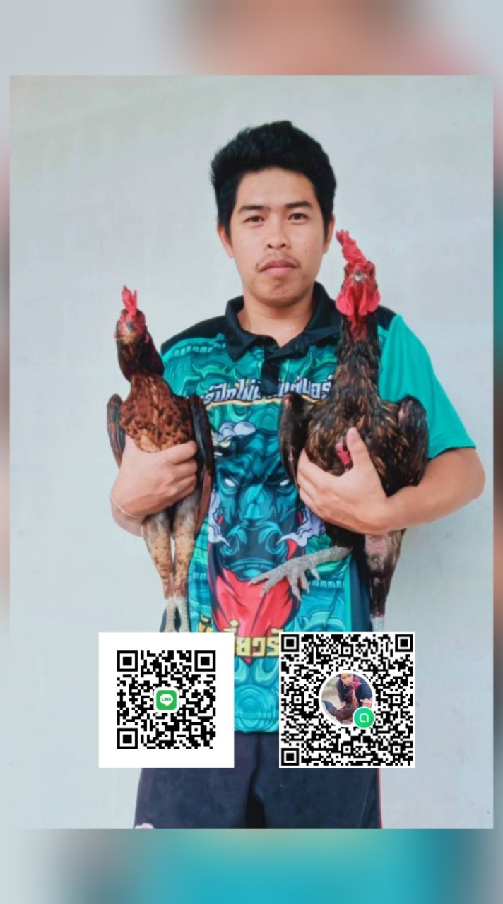 ฟาร์มฮักไก่ชนกาฬสินธุ์