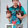 ฟาร์มฮักไก่ชนกาฬสินธุ์