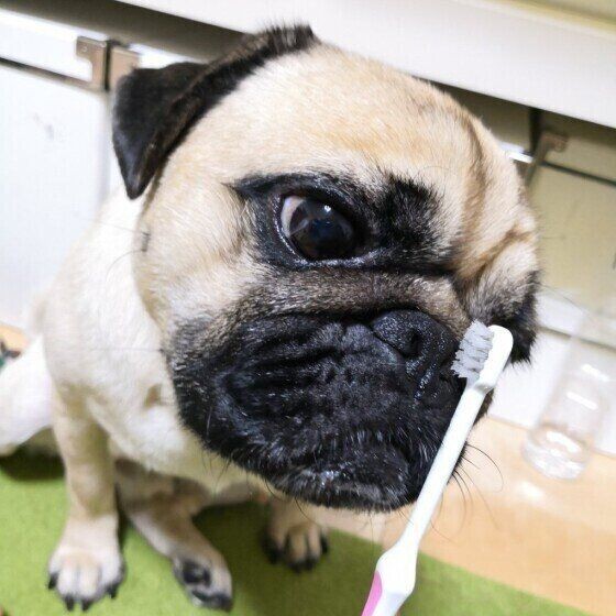 暑い季節 愛犬の口の生臭さ を感じるのはどうして