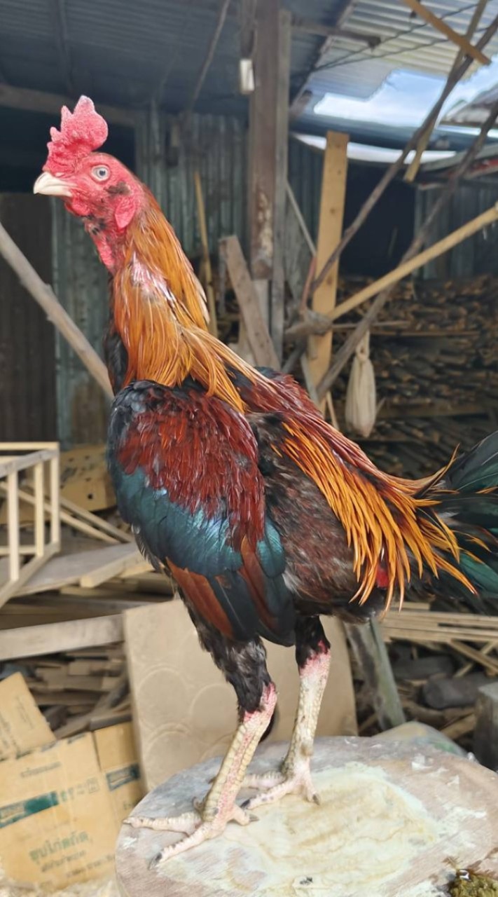 ช่างเบลไก่ชน (ต้นเหล่า ก.นำโชค สายพันลำ/หยกแดง)