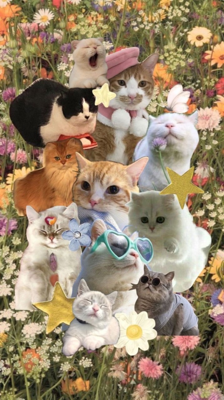 KITCAT SHOP